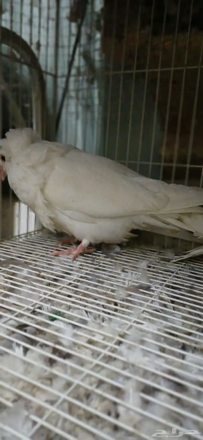 حمام مصري وباكستاني 2