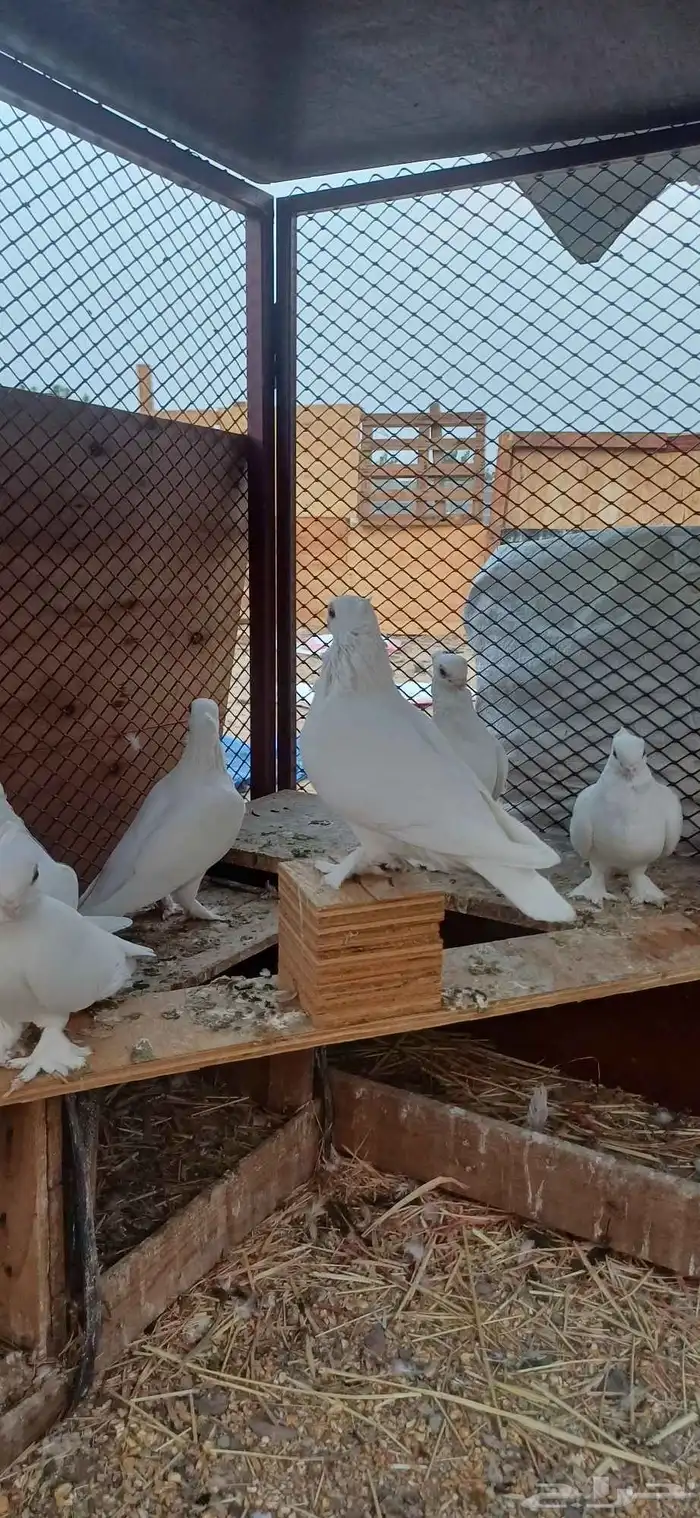 حمام روماني 3