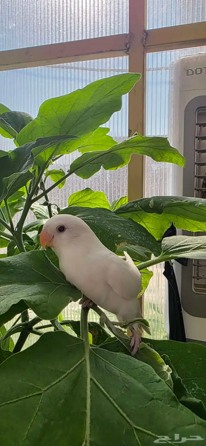 فرخ روز غر هدد 0