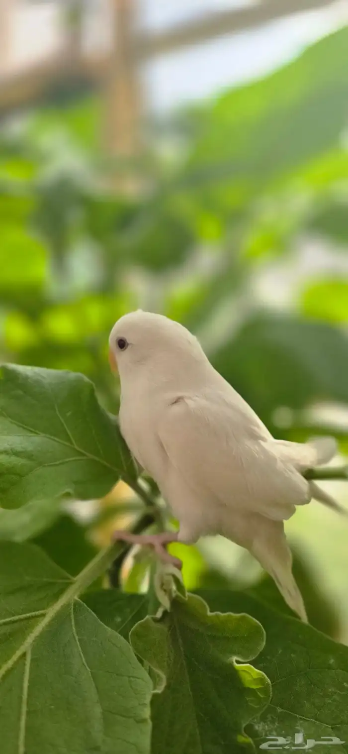 فرخ روز غر هدد 1