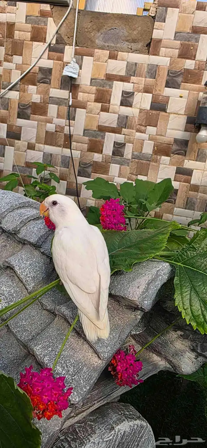 فرخ روز غر هدد 3