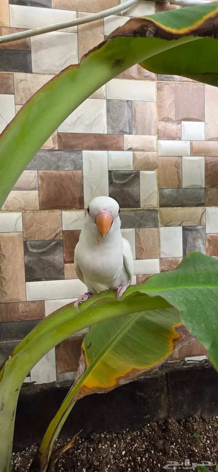 فرخ روز غر هدد 2