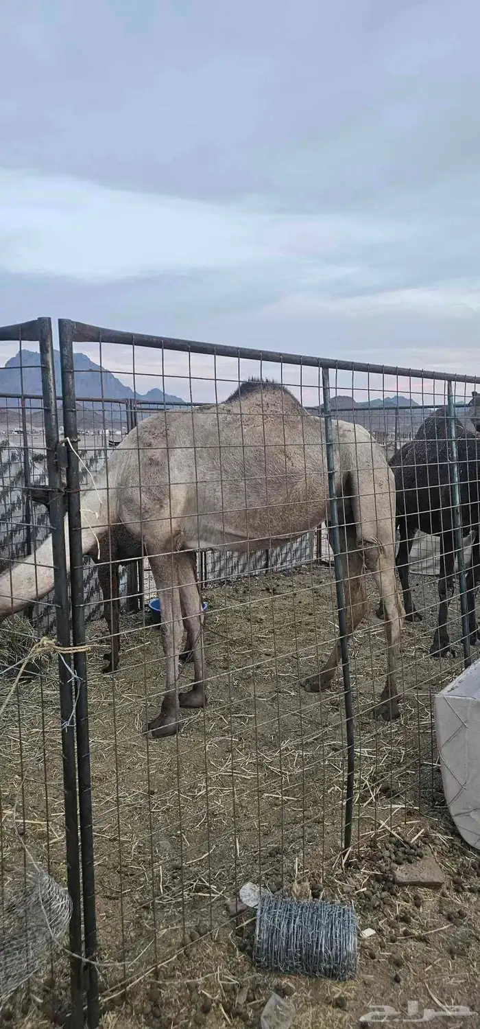 أعرض لكم خلفه مصفر طيبه 6