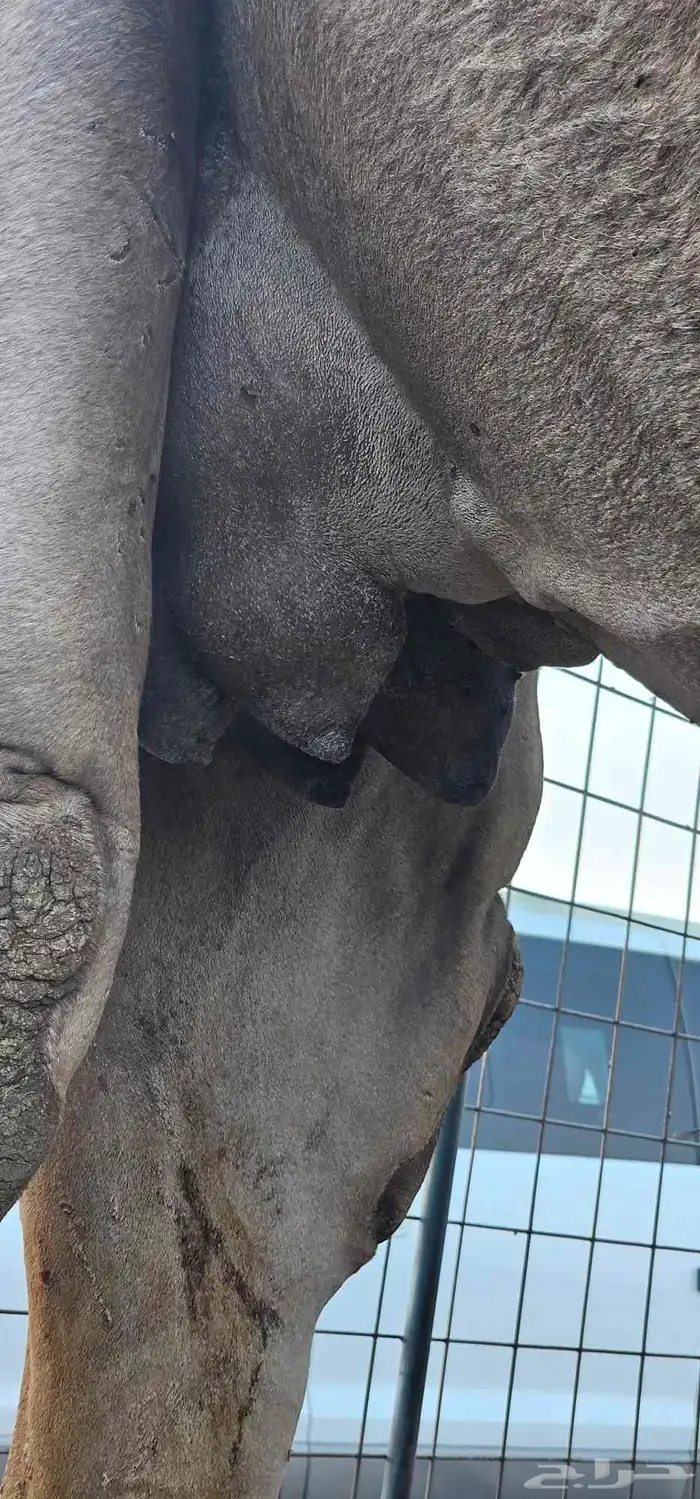 أعرض لكم خلفه مصفر طيبه 1