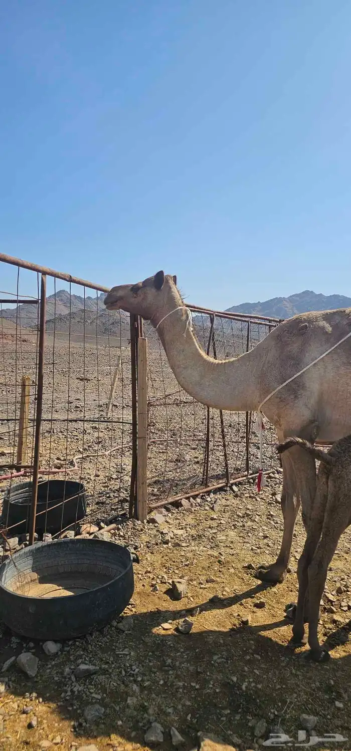 أعرض لكم خلفه مصفر طيبه 5