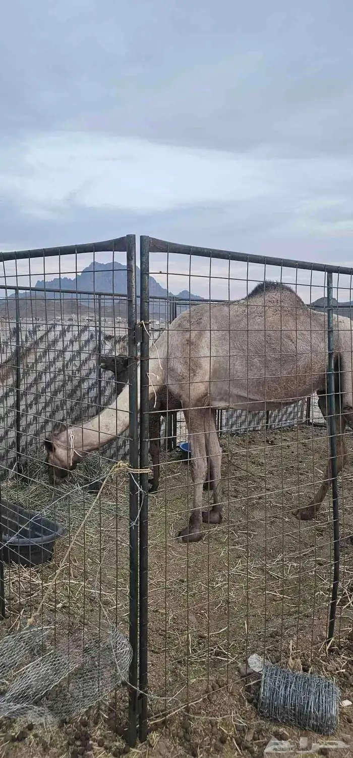 أعرض لكم خلفه مصفر طيبه 3