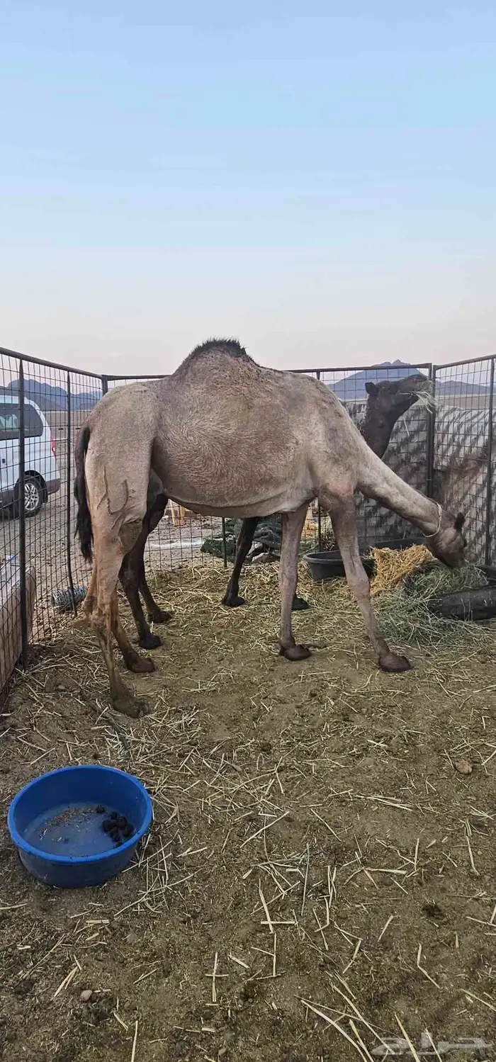 أعرض لكم خلفه مصفر طيبه 0