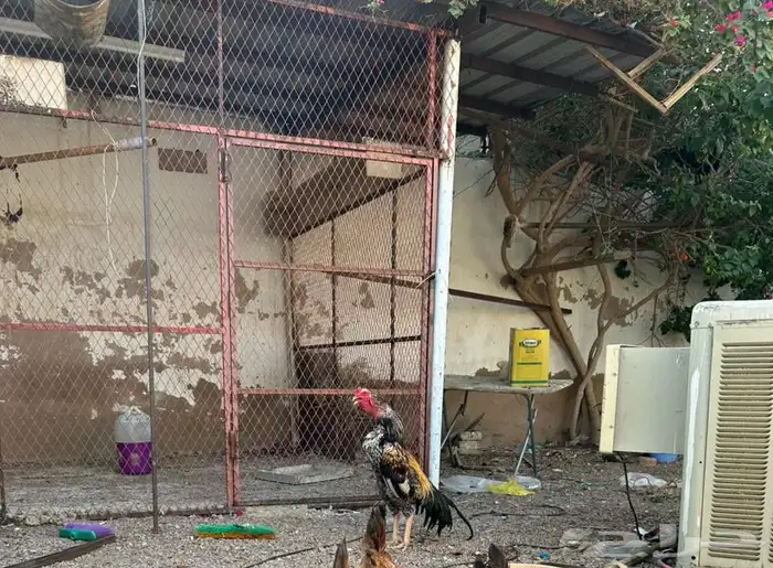 دجاج باكستاني فاخر 0