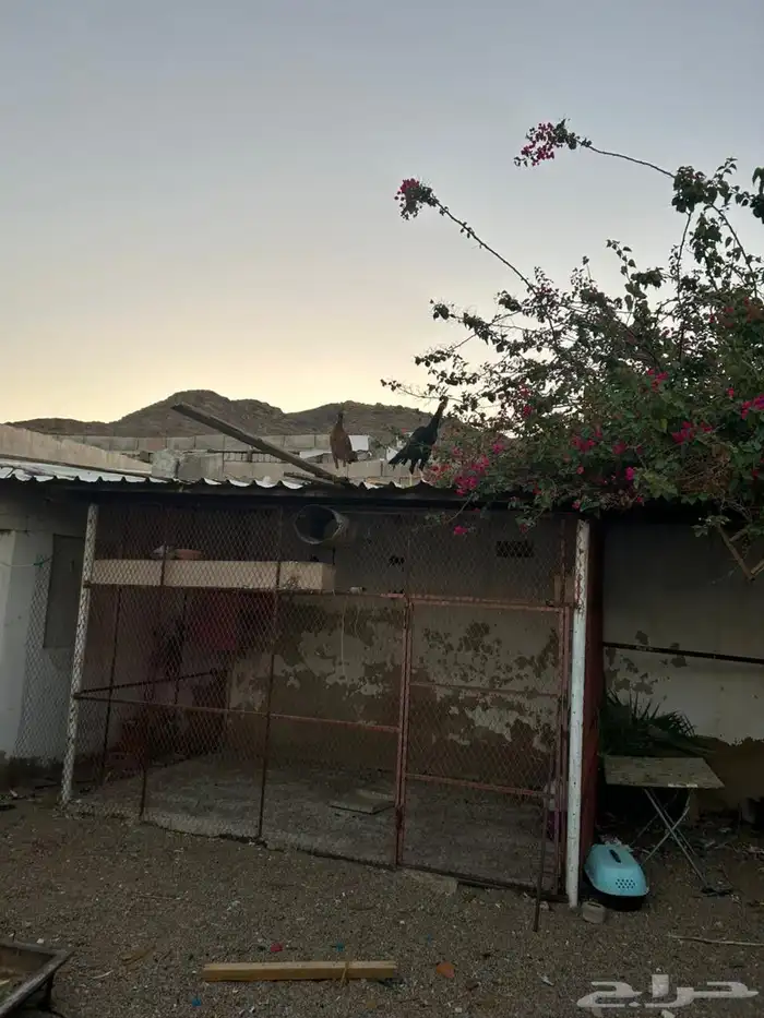 دجاج باكستاني فاخر 7