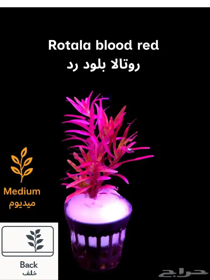 نباتات أنواع مختلفة للحوض سمك 0