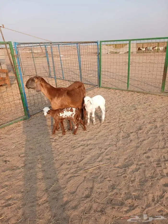 سواكنيه يتبعها توم 0