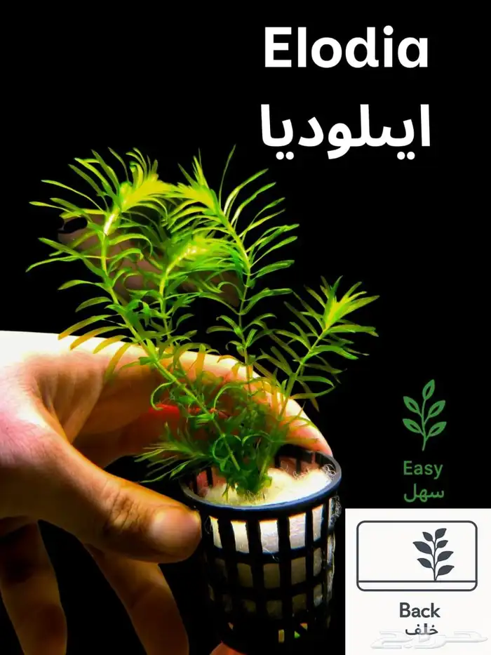 نباتات أنواع مختلفة للحوض سمك 15