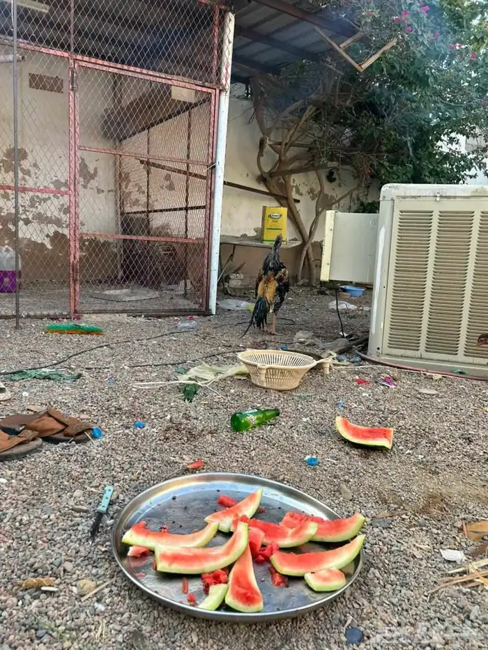 دجاج باكستاني فاخر 2