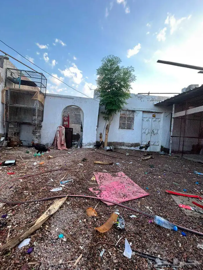 دجاج باكستاني فاخر 4