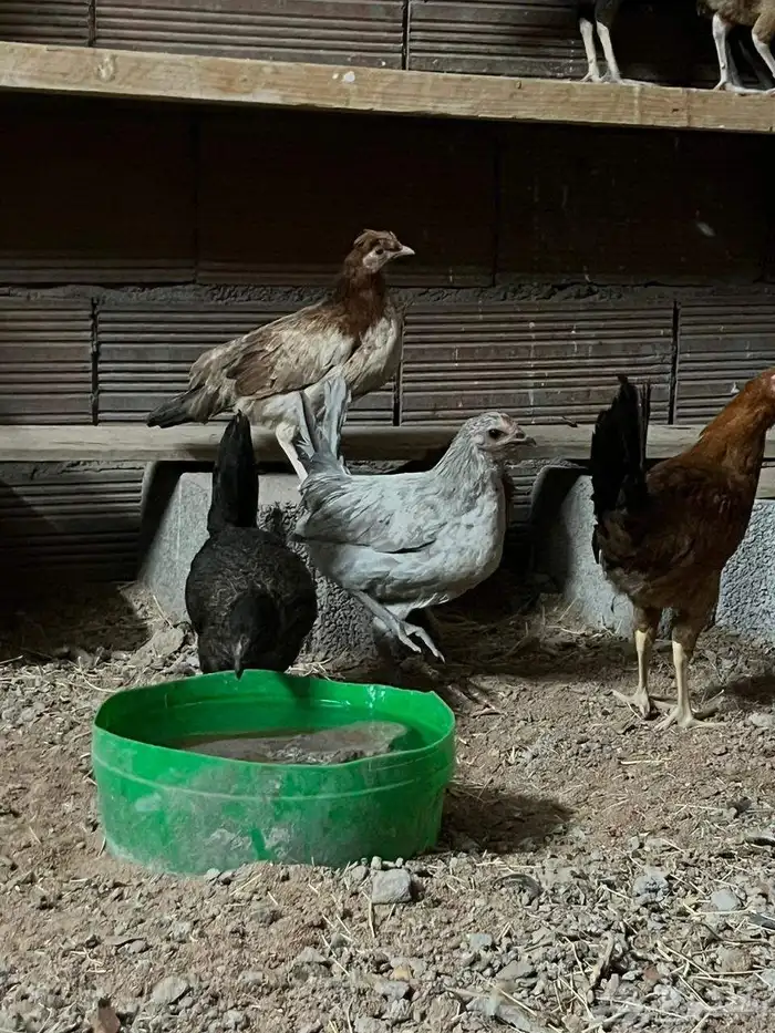 دجاج للبيع 5