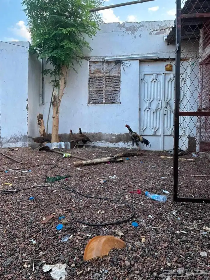 دجاج باكستاني فاخر 3