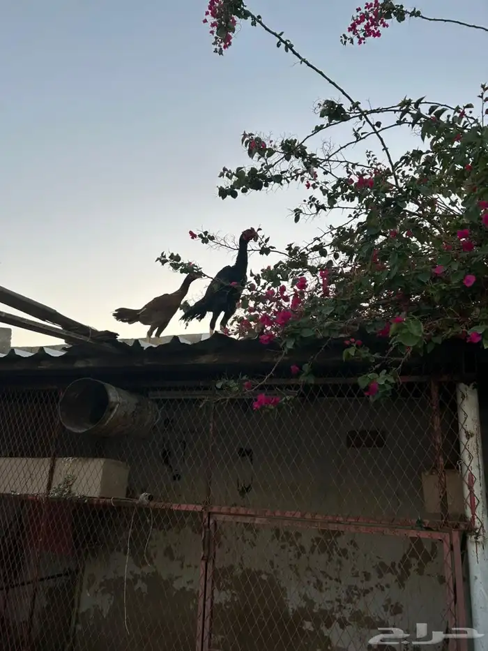 دجاج باكستاني فاخر 6