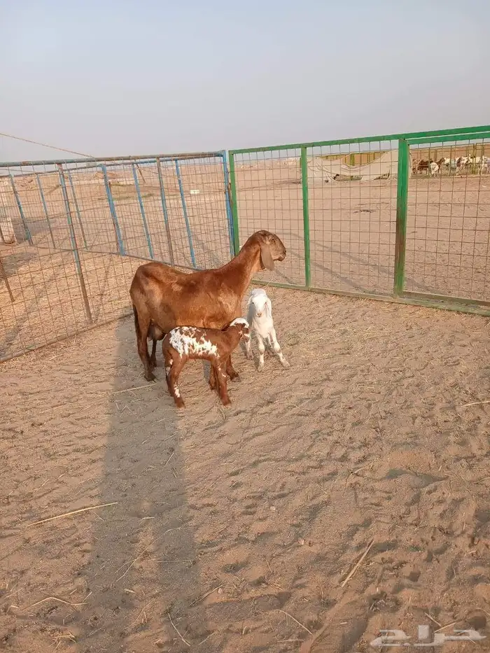 سواكنيه يتبعها توم 1