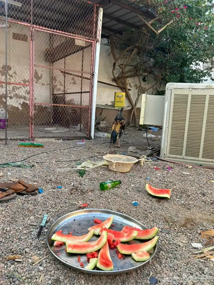 دجاج باكستاني فاخر 1