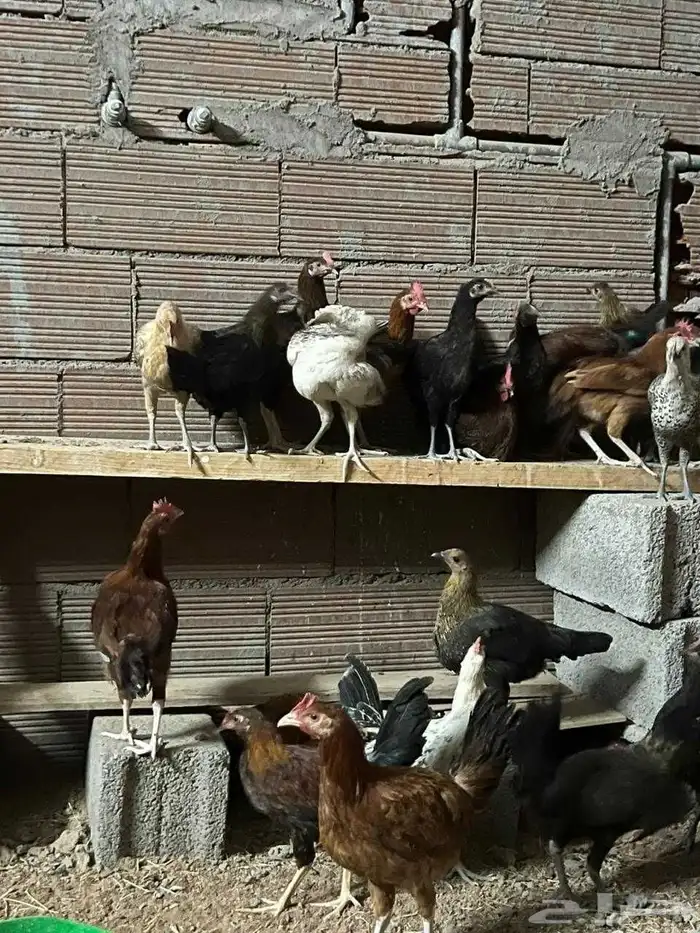 دجاج للبيع 3