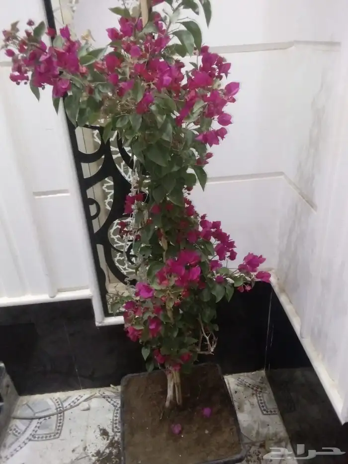 تنسيق حدائق 4