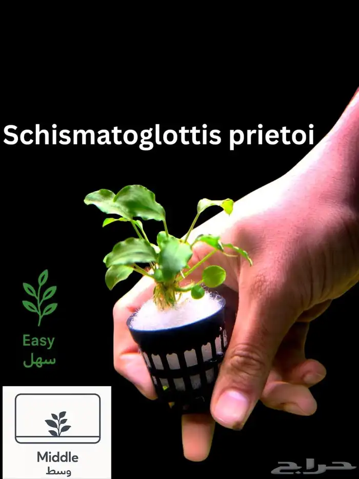 نباتات أنواع مختلفة للحوض سمك 13