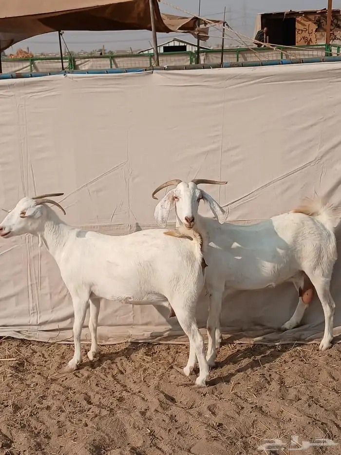 2 ماعز بيشيات على ولاد 0