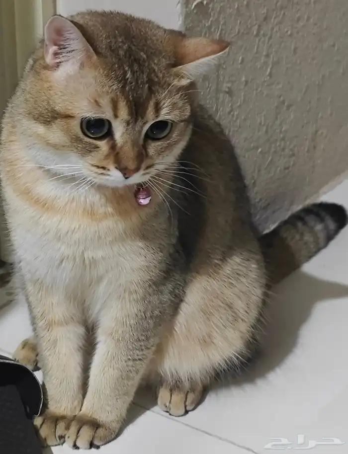 قط ضائع ولمن يجده مبلغ مالي بسيط 2