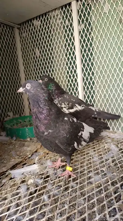 حمام باكستاني للبيع index