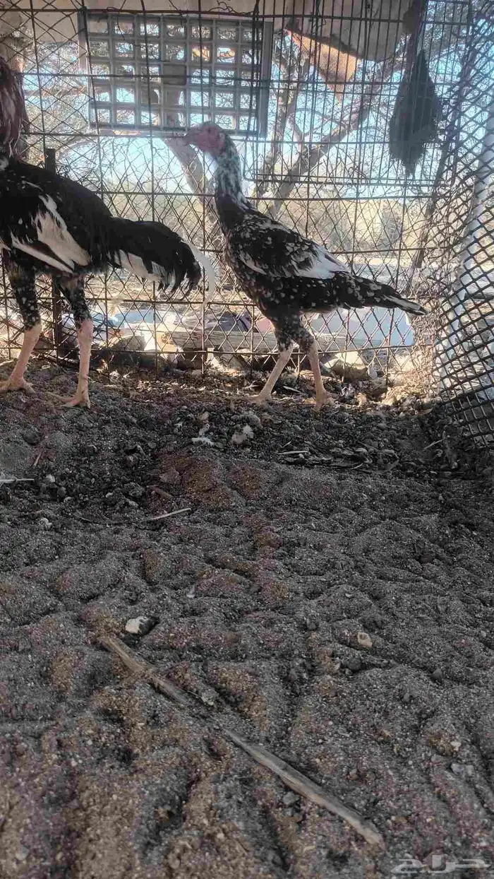 ديك دجاج سندي فاخر 20