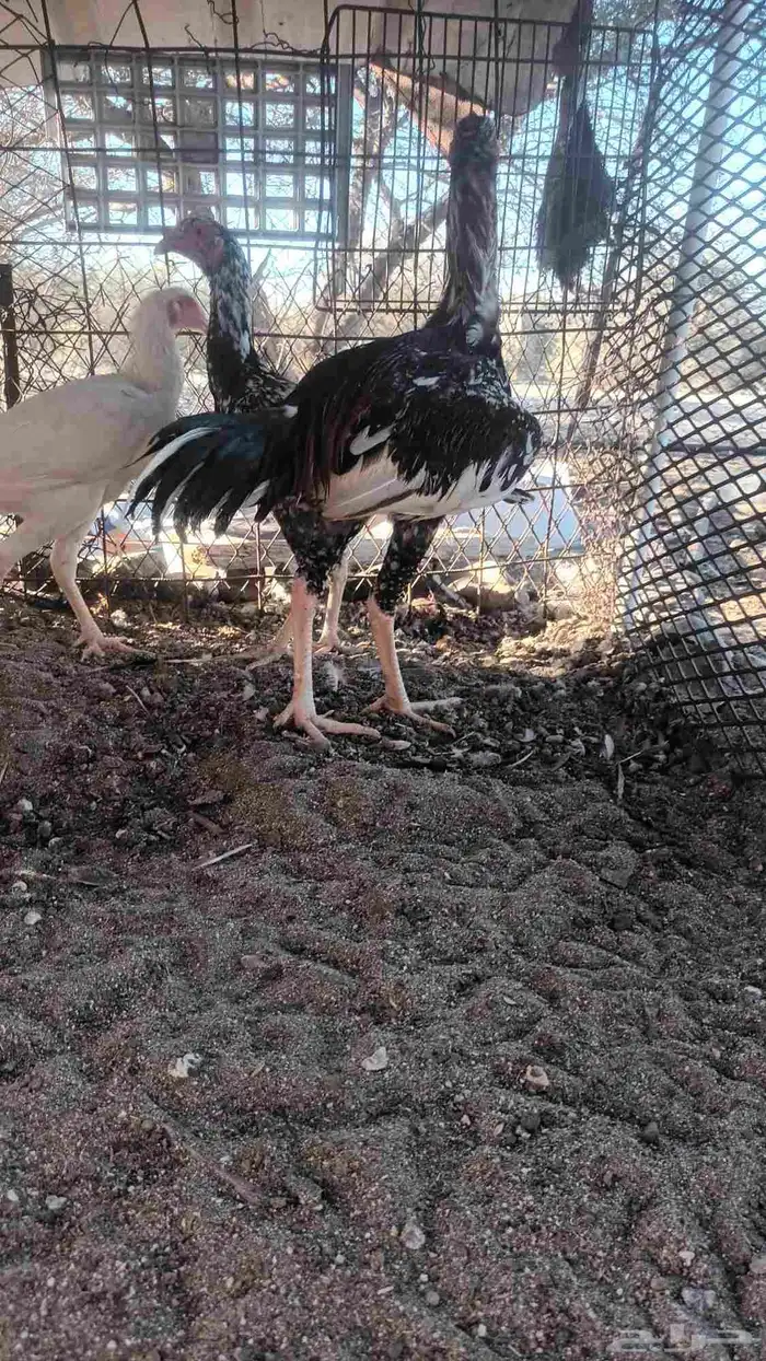 ديك دجاج سندي فاخر 7