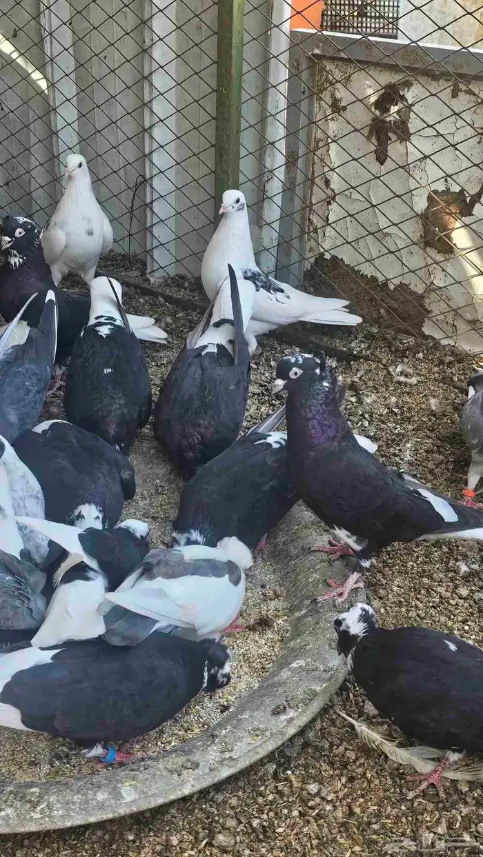 حمام للبيع 12