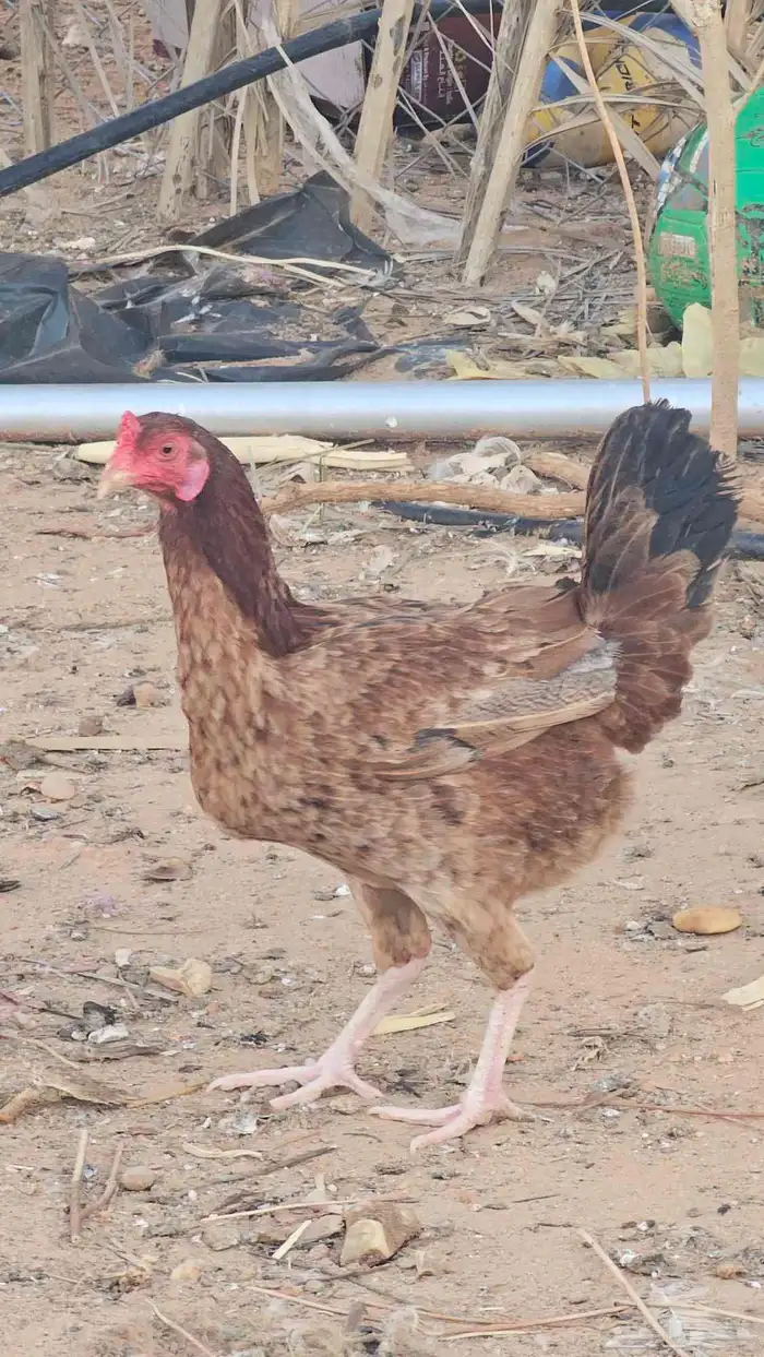 دجاجتين بياض شرط 3