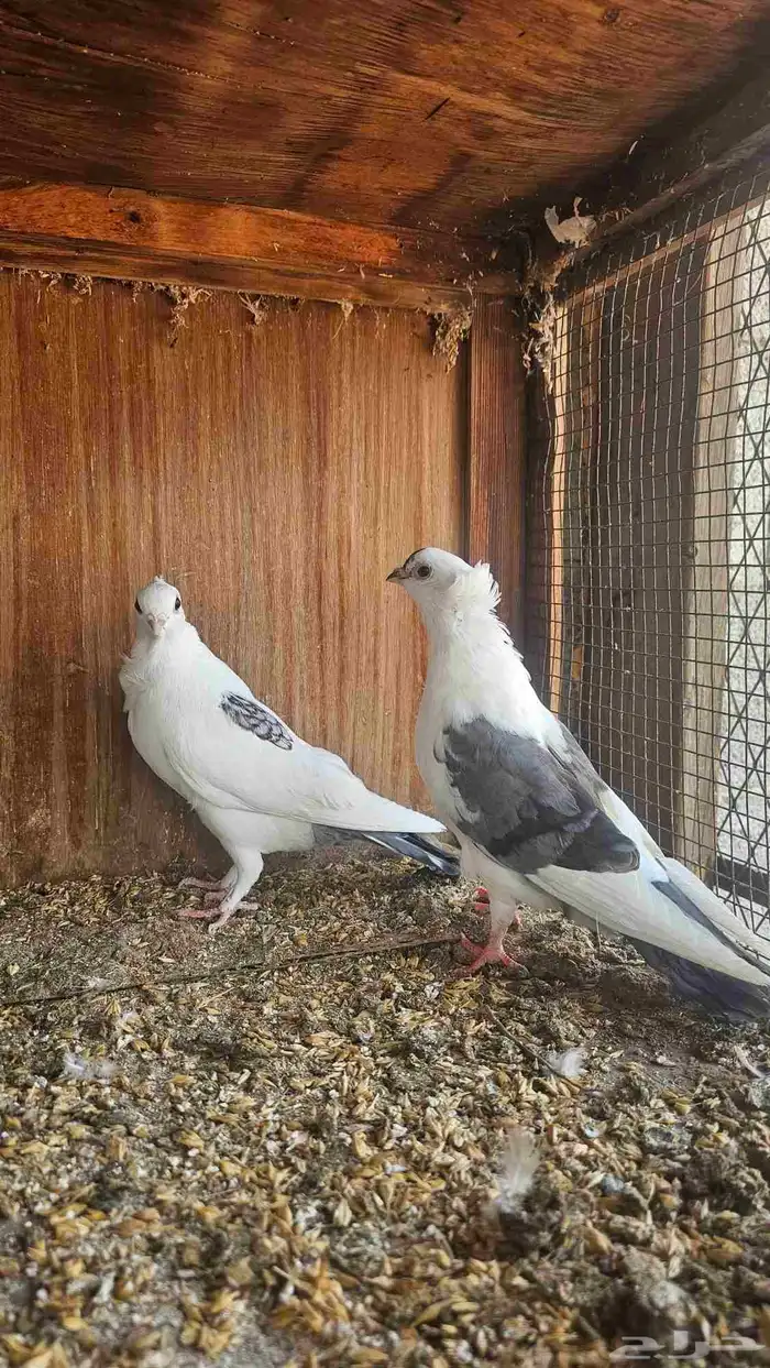 حمام للبيع 5