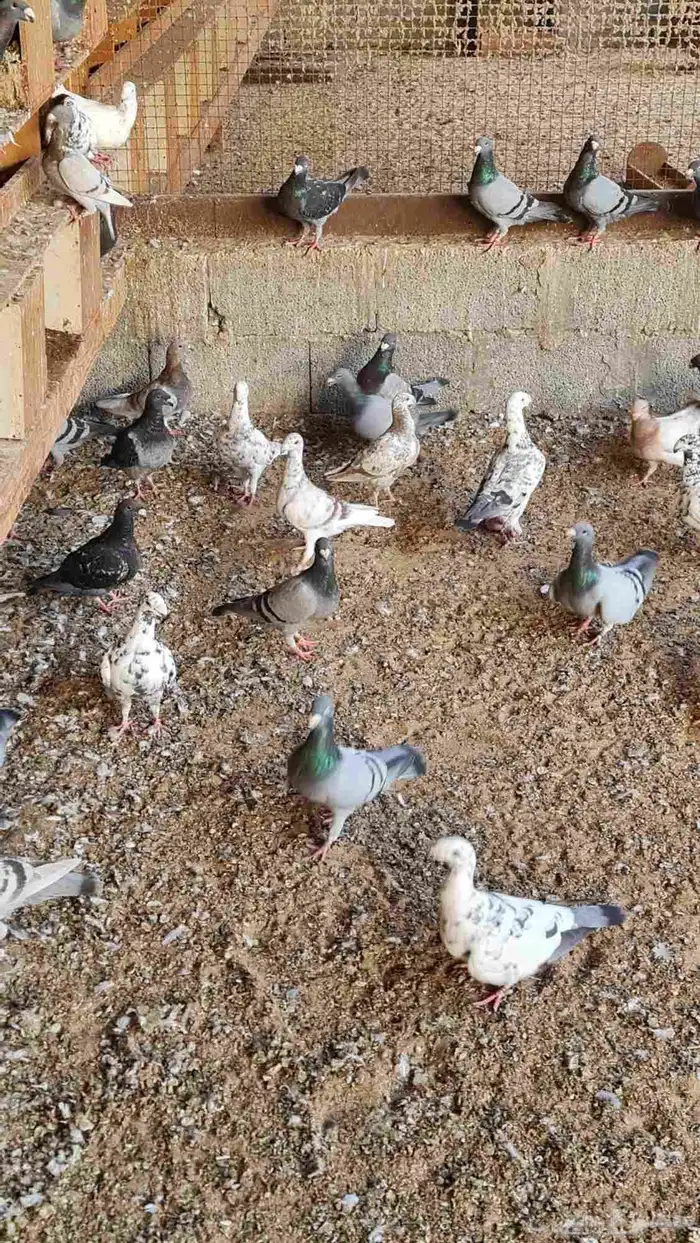 بيوتي هومر 1