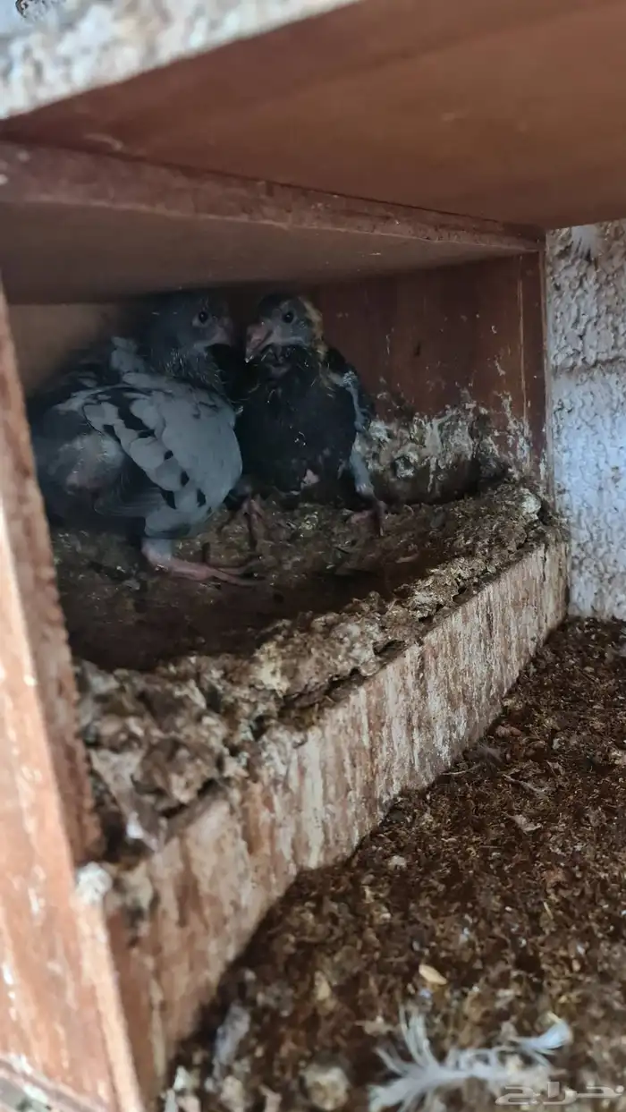 بيوتي هومر 9