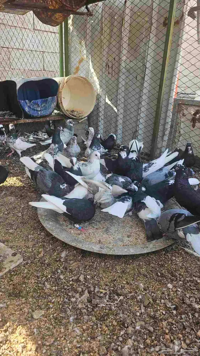 حمام للبيع 13