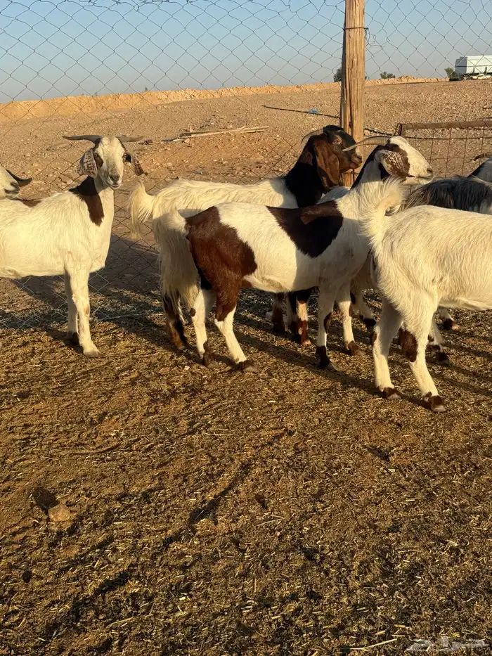 معزا هجين بروقوت 1