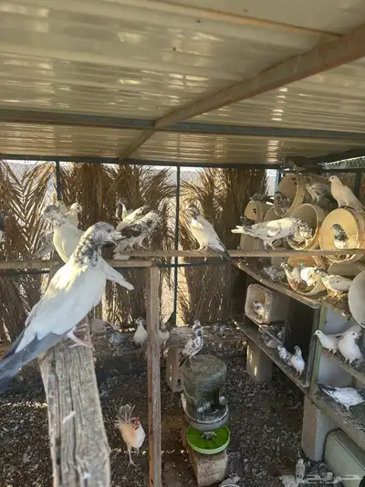 حمام باكستني index