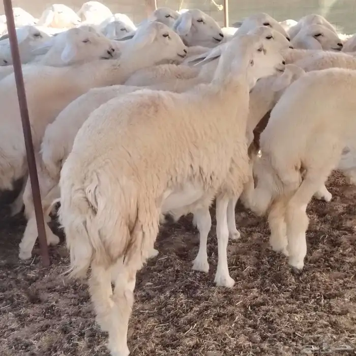 رخال حريات حرش صنف الصنف منوة القناي 60الفحل 3