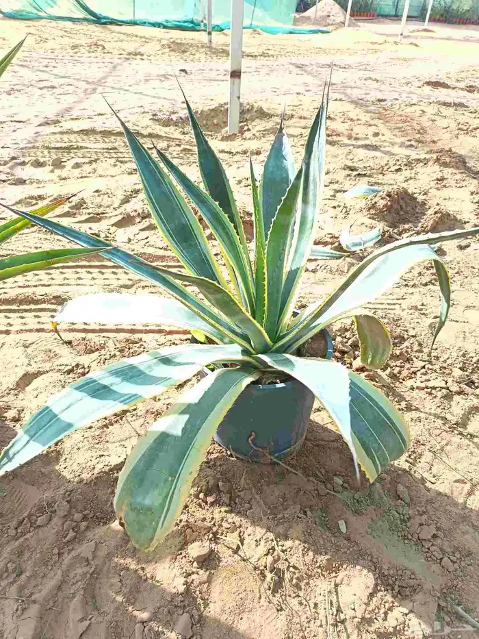 الصبار الأمريكي 2