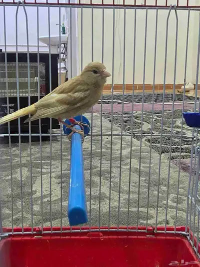 ذكر كناري على جهوزيه index