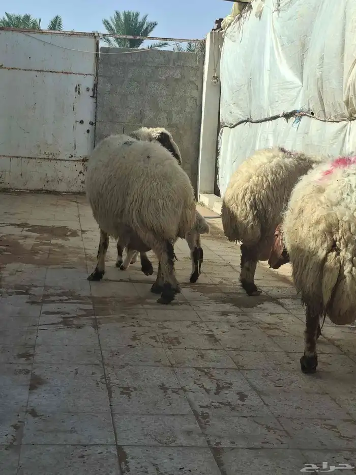 غنم نعيم 3