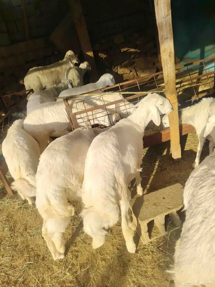 خرفان جذعان 1