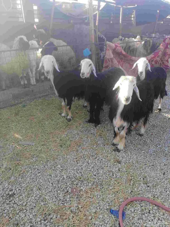 للبيع شياه نجد 2