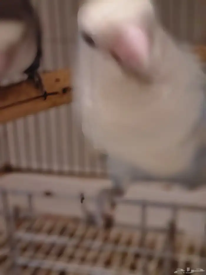 جوز روز منتج 11