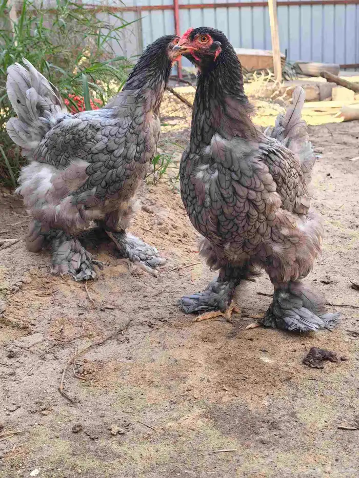 دجاج براهما 2