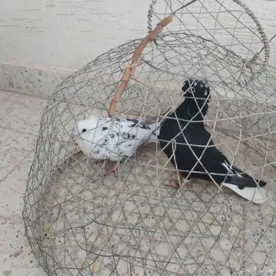 جوز حمام قنادي صحه ممتازه index