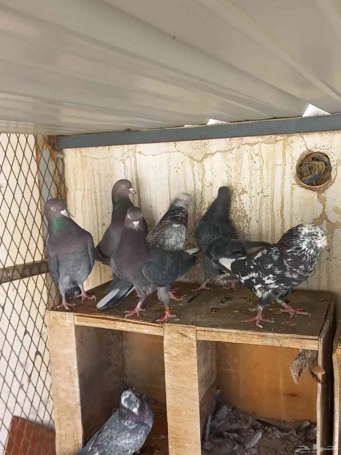 حمام قطايف معزل 8