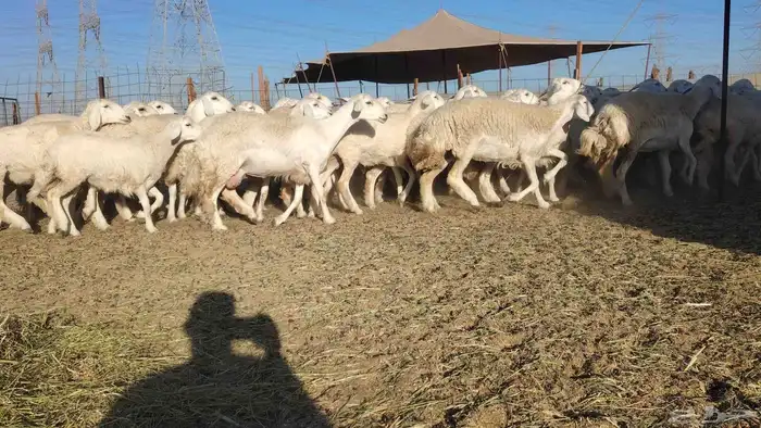 رخال حريات حرش صنف الصنف منوة القناي 60الفحل 7